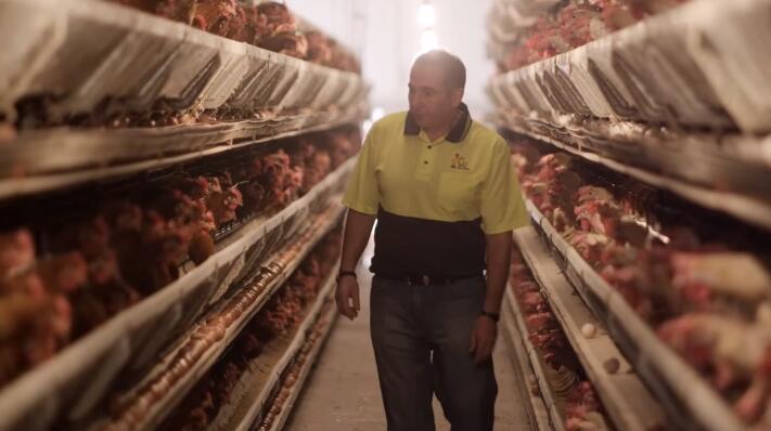 ¿Por qué se deben utilizar jaulas para gallinas ponedoras?