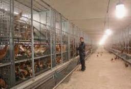 El conocimiento útil sobre jaulas avícolas para la producción profesional y económica de huevos