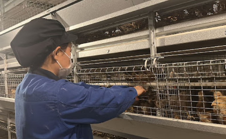 Las jaulas de batería para pollos de engorde tipo escalera automática en comparación con las jaulas de batería para gallinas ponedoras también son menos costosas de construir y mantener que las jaulas de batería para gallinas ponedoras