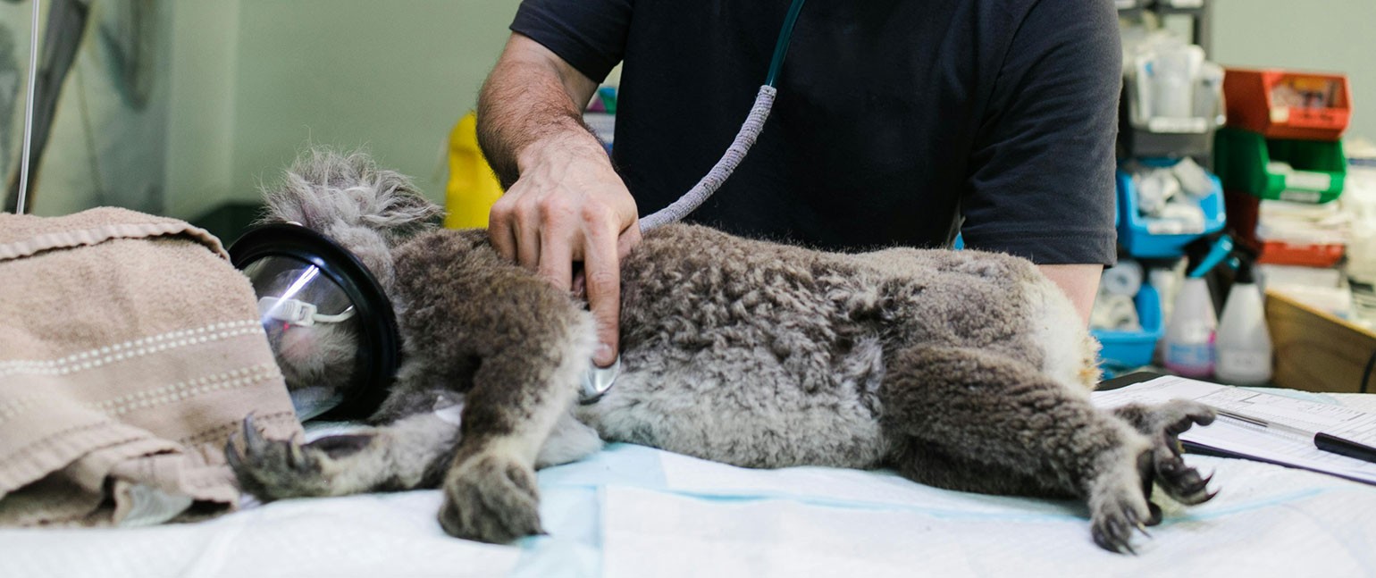 Veterinary Medicine