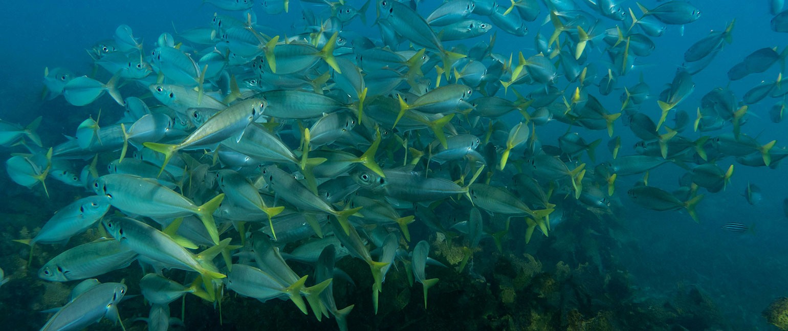 Aquaculture