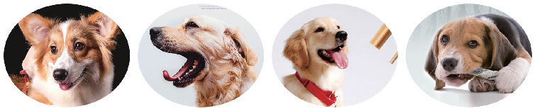 Chew-type pet food production line 1