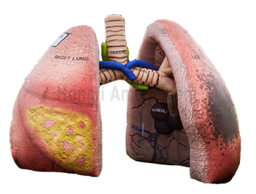 inflatable healthy advertisng inflatable heart brain