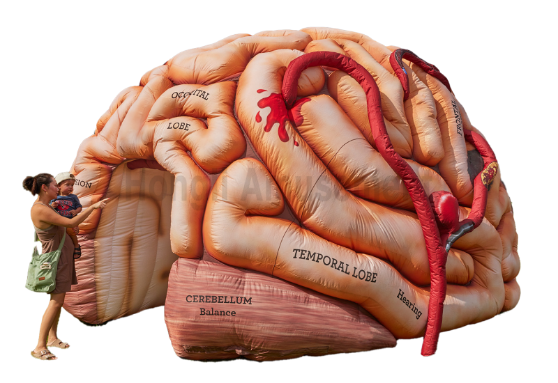 inflatable healthy advertisng inflatable heart brain