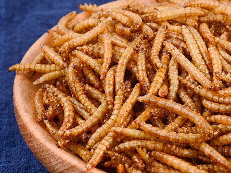 Dried Yellow Mealworm