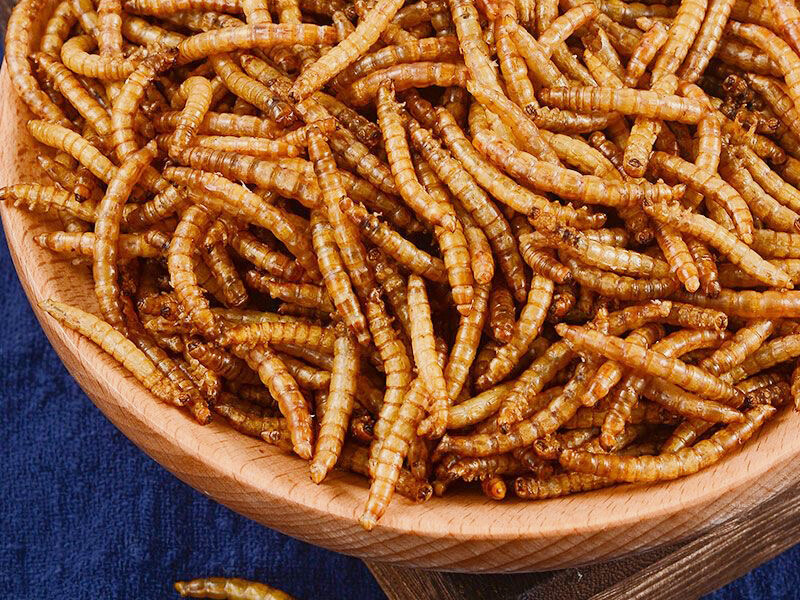 Dried Yellow Mealworm