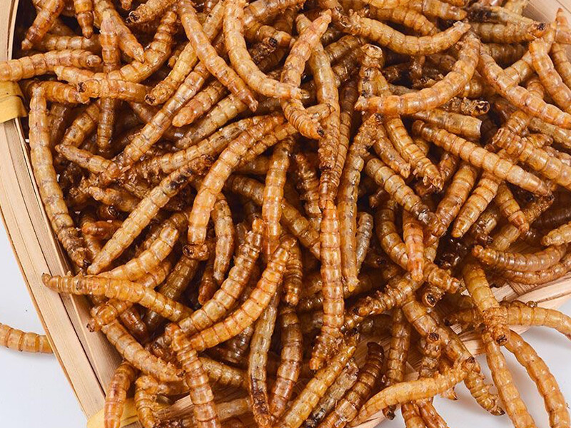 Dried Mealworms for Wild Birds/Fish/Pets/Chicken Feed