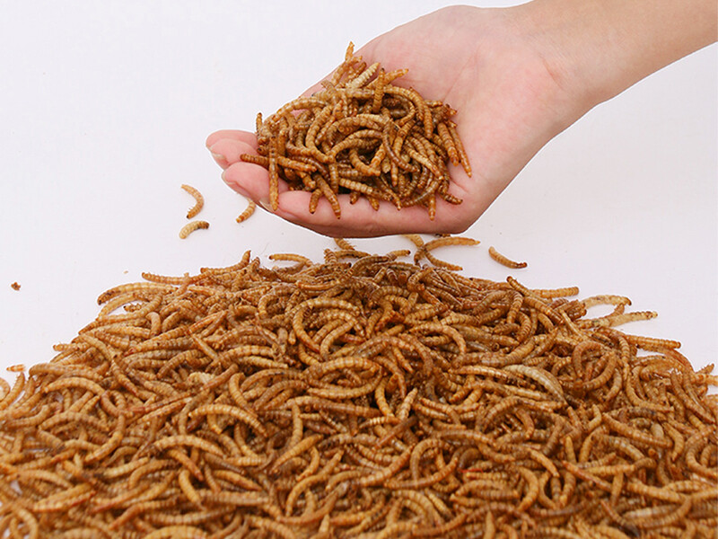 Dried Mealworms for Wild Birds/Fish/Pets/Chicken Feed