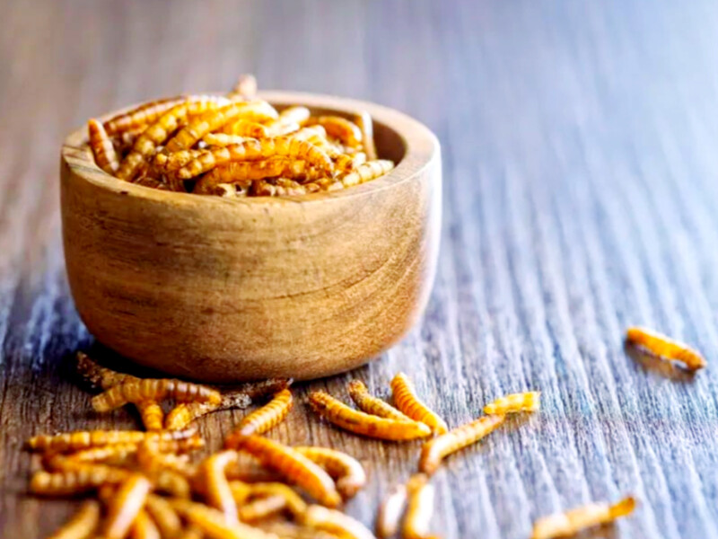 Mealworm Protein Powder