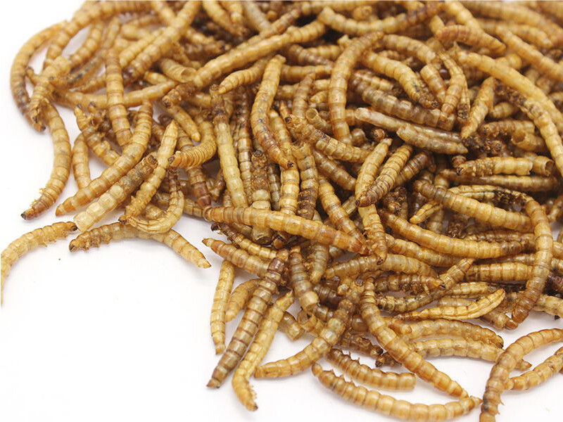 Freeze Dried MealWorms