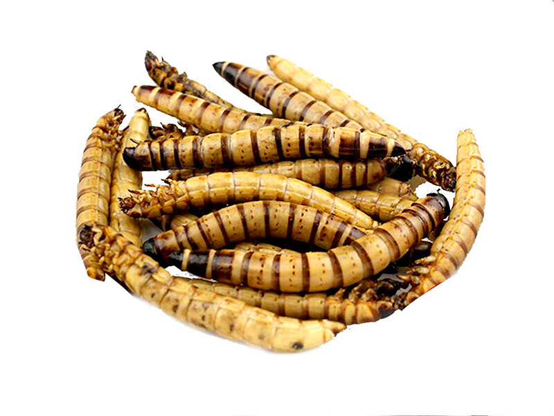 Freeze Dried MealWorms