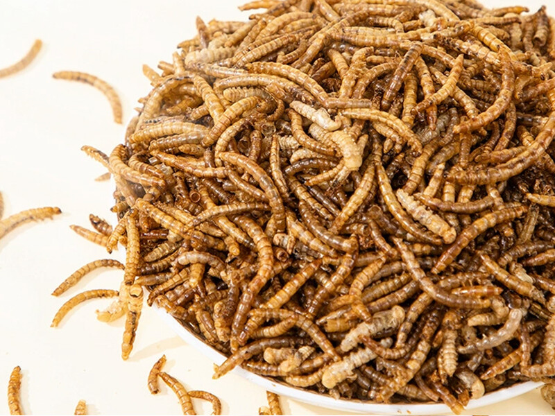 Freeze Dried MealWorms