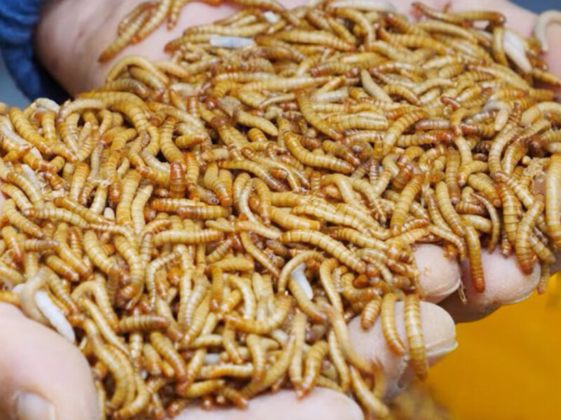 Yellow Mealworm Exuviae