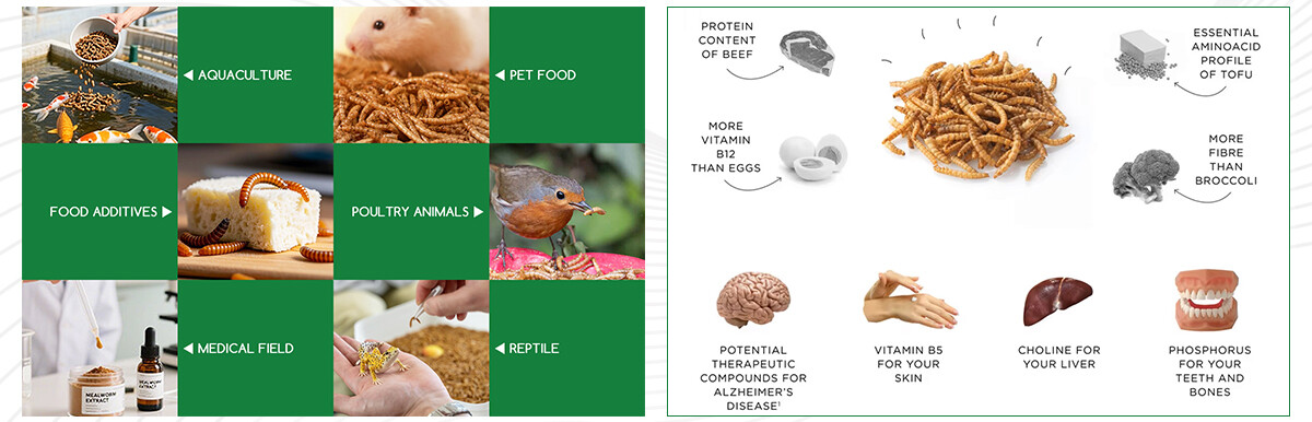 product-detail-certificate