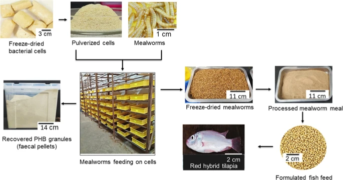 Does dried mealworm improve FCR in layer diets — and at what inclusion rate?