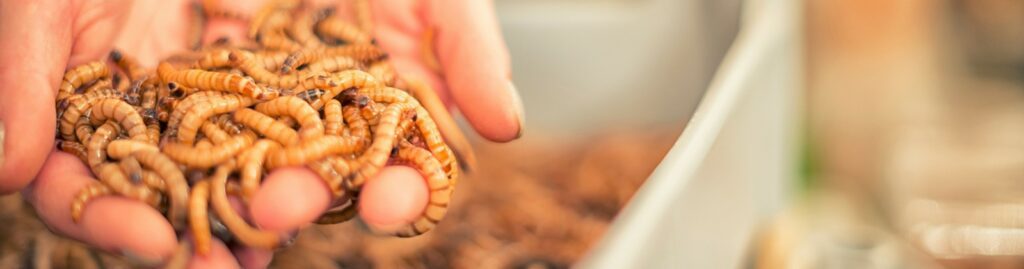 mealworm-1024x269