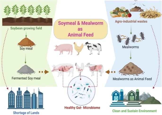 Soybean Meal vs. Mealworm: The Future of Sustainable Animal Feed