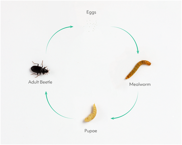 Mealworms: The Ultimate Sustainable Protein Source for Global Feed & Pet Industries