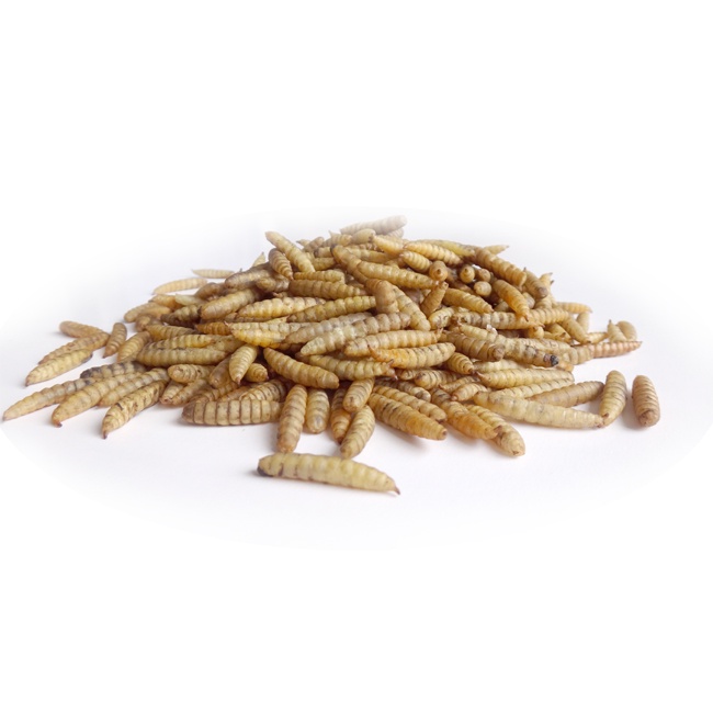 Black Soldier Fly Larvae for Feed