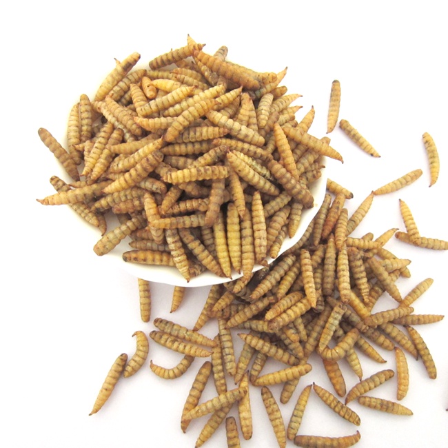 Microwave Dried Black Soldier Fly Larvae
