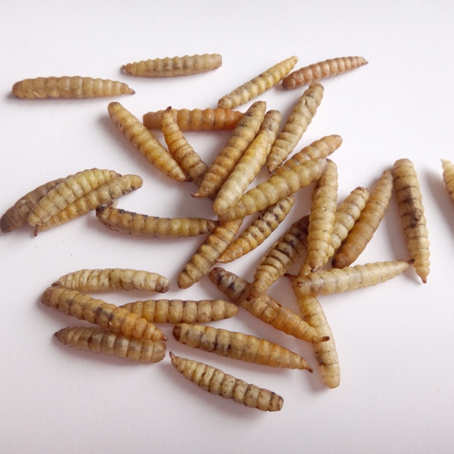 High Protein Black Soldier Fly Larvae