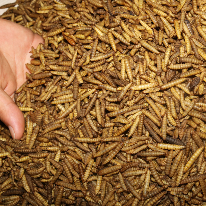 Black Soldier Fly Larvae for Feed
