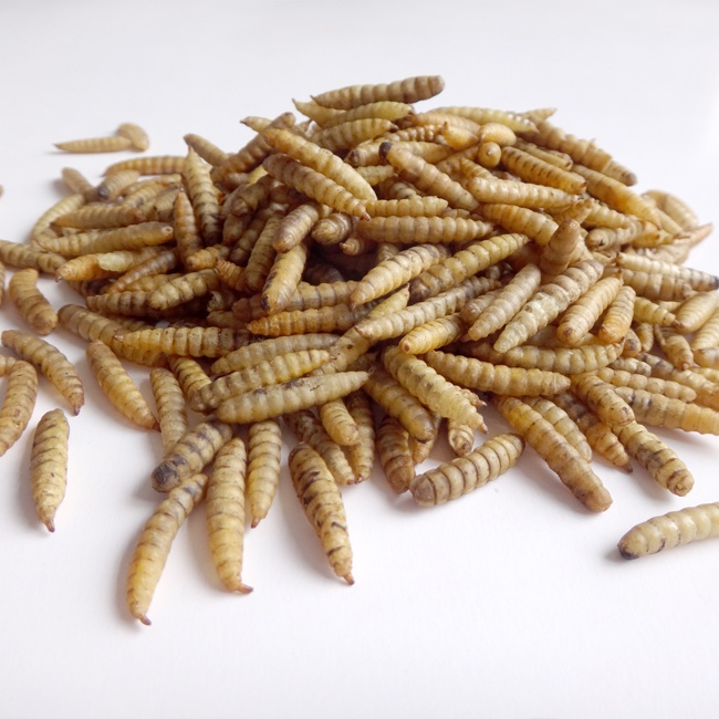 BSF Larvae Bulk