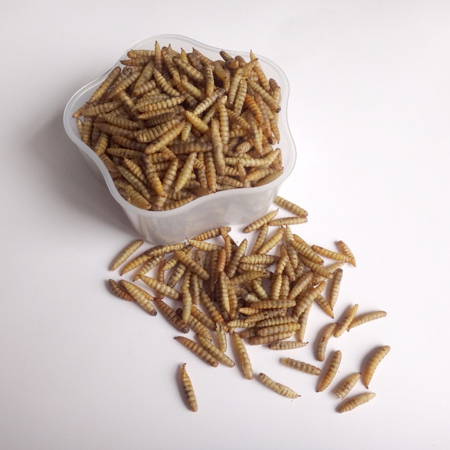 Organic BSF Larvae Feed
