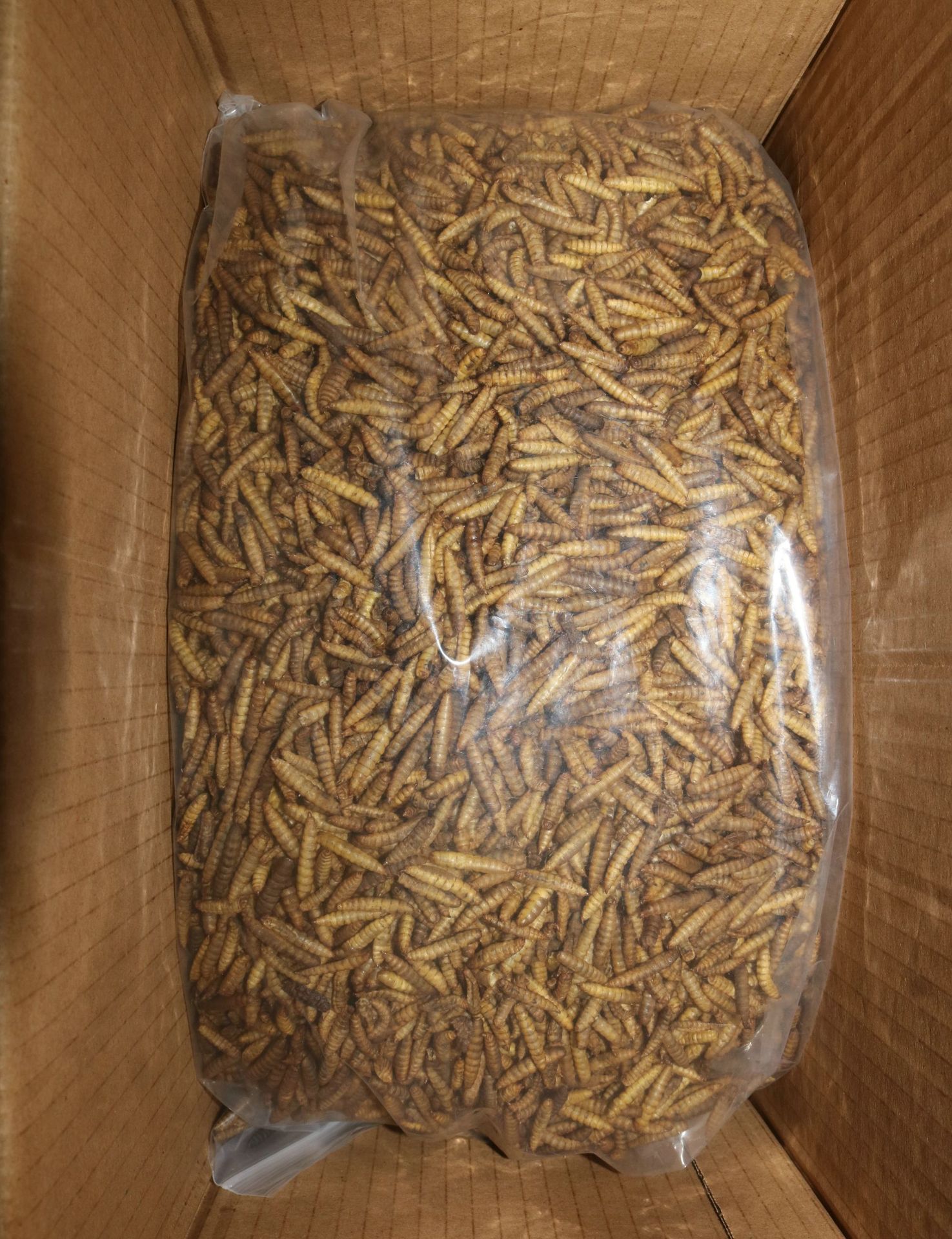 Organic BSF Larvae Feed