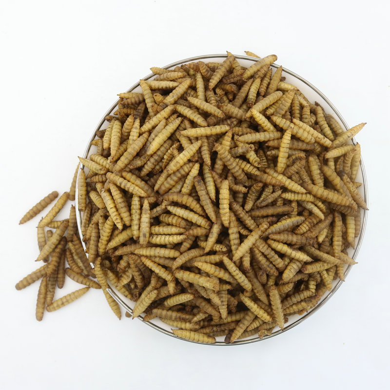 High Protein Black Soldier Fly Larvae