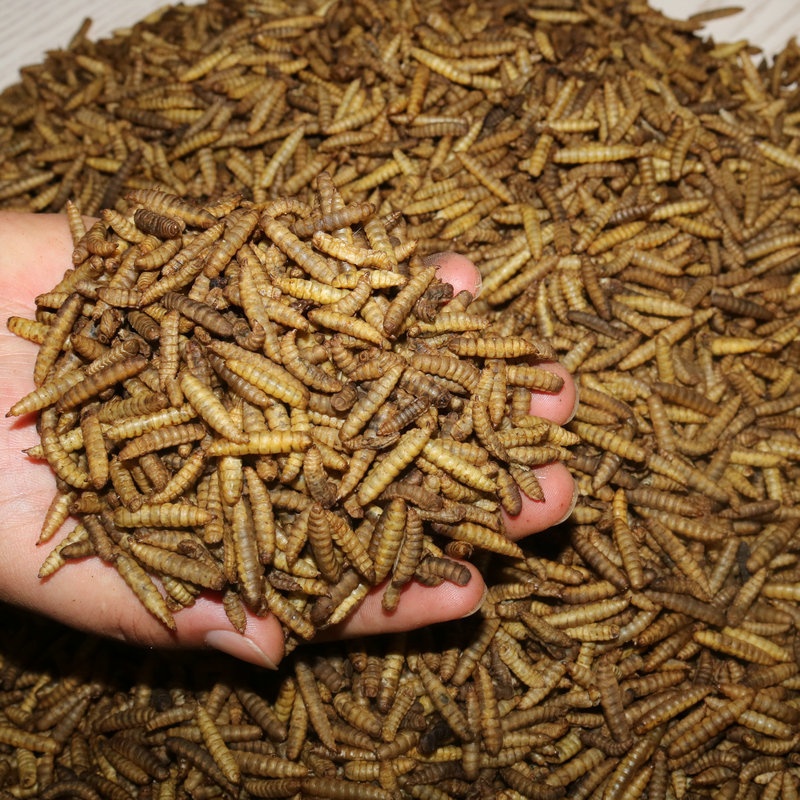 Dried Black Soldier Fly Larvae