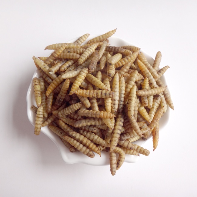 High Protein Black Soldier Fly Larvae