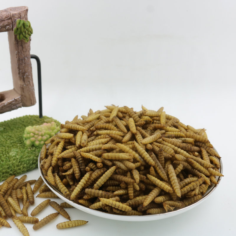 Dried Black Soldier Fly Larvae