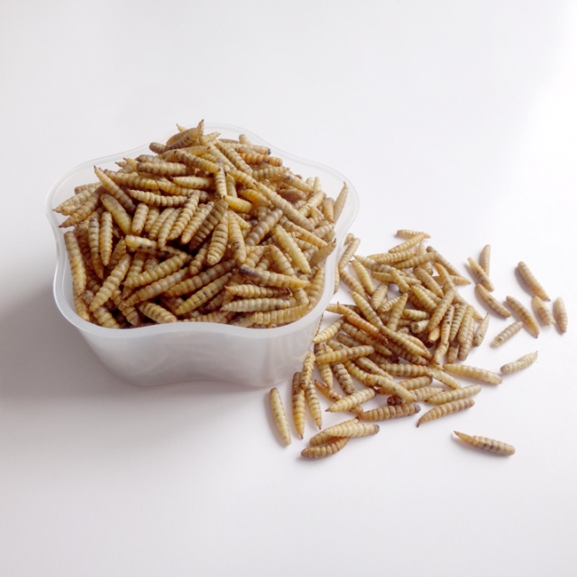 Dried Black Soldier Fly Larvae