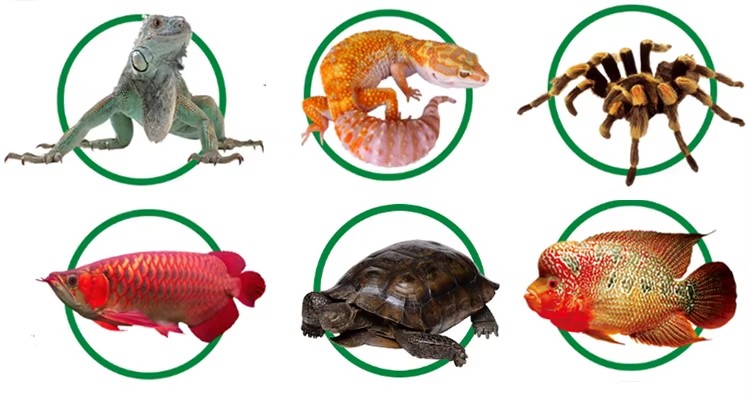 Microwave dried BSF larvae application - high calcium insect protein food for reptile and fish pets