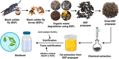 Black Soldier Fly Larvae: The Ultimate Sustainable Protein Source for Feed & Pet Food
