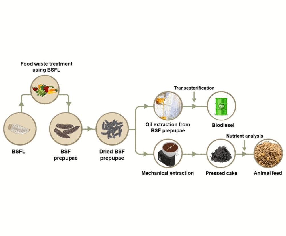 Black Soldier Fly Larvae (BSFL) circular economy process food waste recycling to biodiesel and animal feed