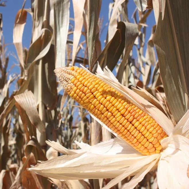 Maize
