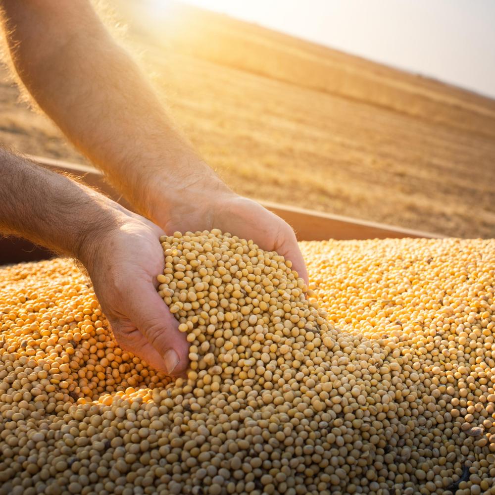 Soybeans