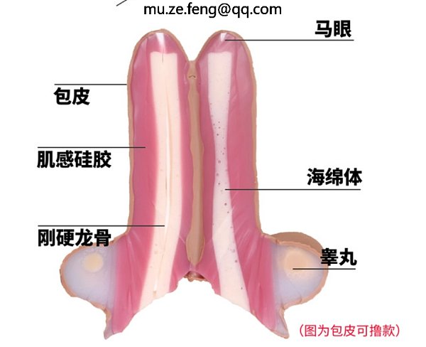 inside deatail penis