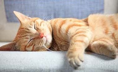 How to feed your cat