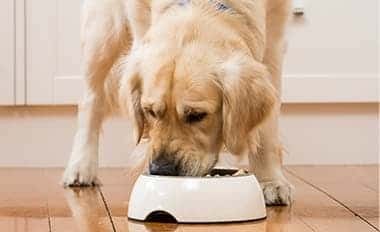 How to feed dog food