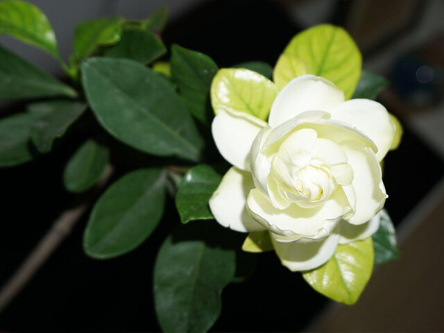 The correct way to use ferrous sulfate in home flower planting