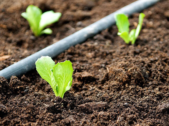 How to apply organic fertilizer correctly?