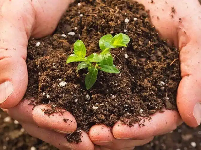 How to use trace element fertilizers?