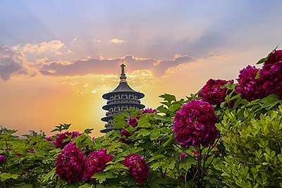 Luoyang Essence One-Day Tour (customized tour, peony viewing in April)