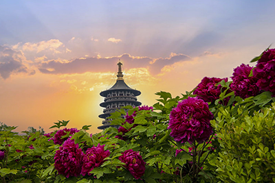 Luoyang Essence One-Day Tour (customized tour, peony viewing in April)