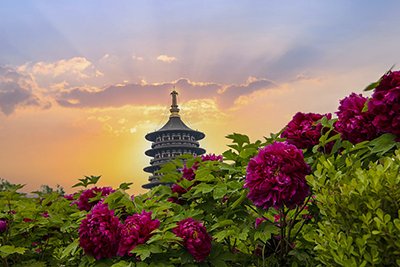 Luoyang Essence One-Day Tour (Customized Tour, April Peony Viewing)