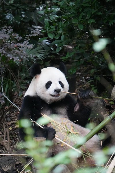 Go Wild for Spicy Flavors--Mount Emei Leshan Chengdu City Small Private Group Tour
