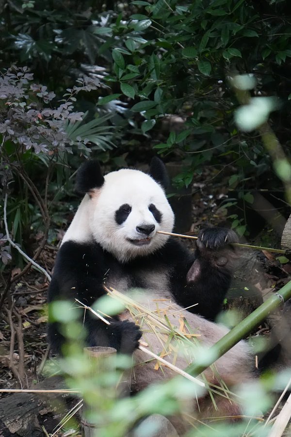 Go Wild for Spicy Flavors--Mount Emei Leshan Chengdu City Small Private Group Tour